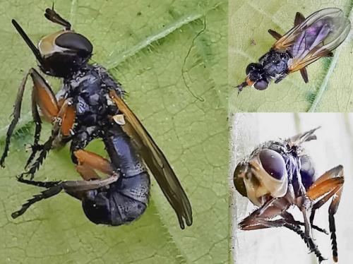 Thecophora fulvipes